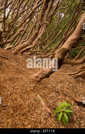 Woodstock giardini e Arboretum Inistioge Contea di Kilkenny Irlanda Foto Stock