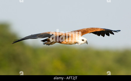 Black Hawk a collare Busarellus nigricollis Pantanal Brasile Foto Stock