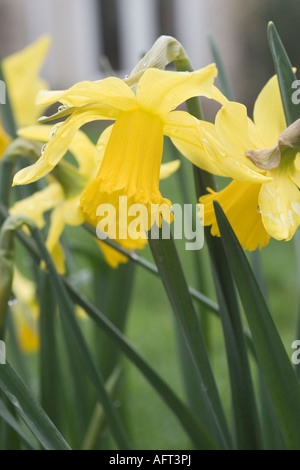Naturalizzato narciso (narcisi) in un prato Foto Stock