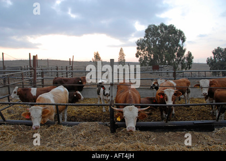 Le mucche in un cortile nel Golan settentrionale di Israele Foto Stock