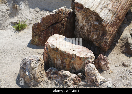 Paesaggio in isola di Lesbo territorio foresta pietrificata Grecia Foto Stock