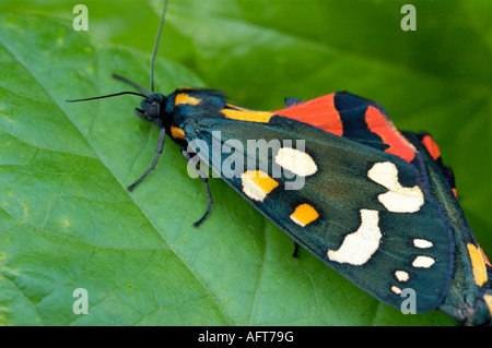 Scarlet Tiger Moth Callimorpha dominula Foto Stock