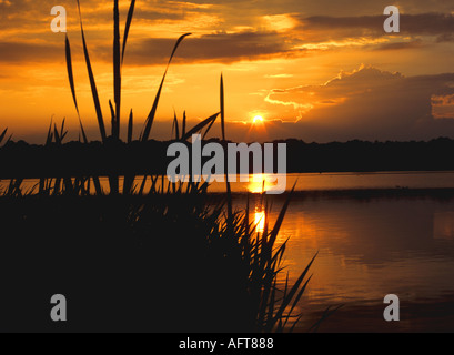 FRENSHAM SURREY UK dicembre il sole tramonta al di sopra del grande stagno con canne stagliano in primo piano Foto Stock