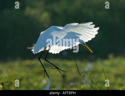 Grande garzette in atterraggio a sunrise Casmerodius Albus Egretta alba Pantanal Brasile Foto Stock
