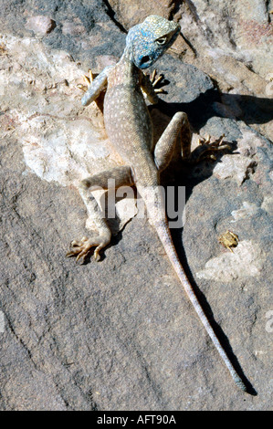 Un blu agama lizard su una pietra arenaria rossastra gorge in Petra Giordania Foto Stock