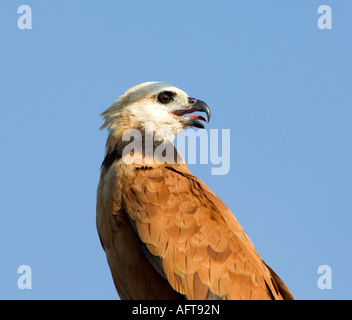 Black Hawk a collare Busarellus nigricollis Pantanal Brasile Foto Stock