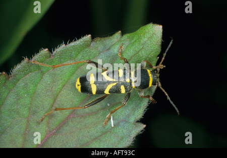 Wasp beetle clytus arietus in appoggio sulla lamina REGNO UNITO Foto Stock