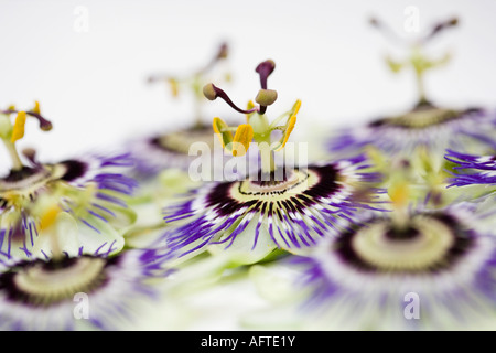 Un gruppo di passione le teste dei fiori su sfondo bianco Foto Stock