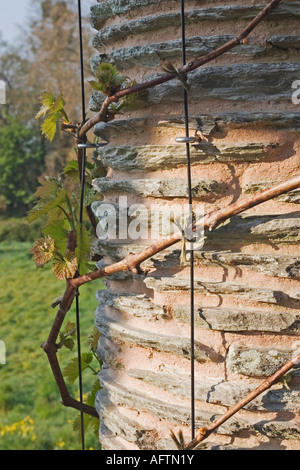 VITIS 'ROYAL MOSCATO' (VITIGNO) crescendo contro una pietra PERGOLA pilastro al giardino HESTERCOMBE SOMERSET INGHILTERRA Foto Stock