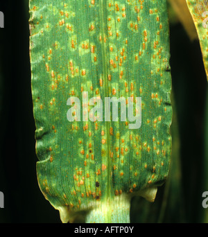 Marrone ruggine Puccinia hordei pustole di orzo con aloni distintivo Foto Stock