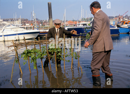 Whitby Penny Hedge o Penance Hedge Yorkshire evento annuale, Morning of Ascension Eve Horn Butter che costruisce la siepe nel fiume Esk 990s UK HOMER SYKES Foto Stock