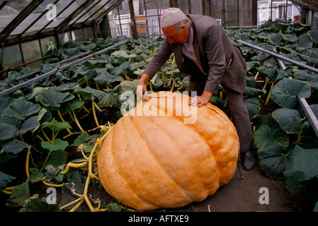 Giant Pumpkin concorso Jimmy Ried misurazione delle sue zucche da competizione prima di una competizione annuale 1990 Yorkshire UK. HOMER SYKES Foto Stock