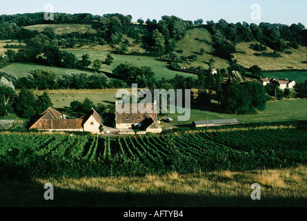 Somerset Countryside, un vigneto inglese nel Nord Wootton Regno Unito 1989 HOMER SYKES Foto Stock