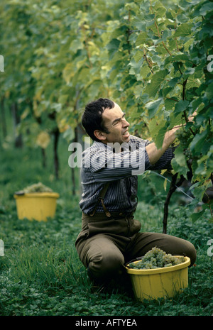 Avalon Vineyard Somerset, raccolta delle uve Dr Hugh Tripp. Il suo vino inglese è biologico prodotto con un metodo tradizionale.1980 UK 1989 HOMER SYKES Foto Stock