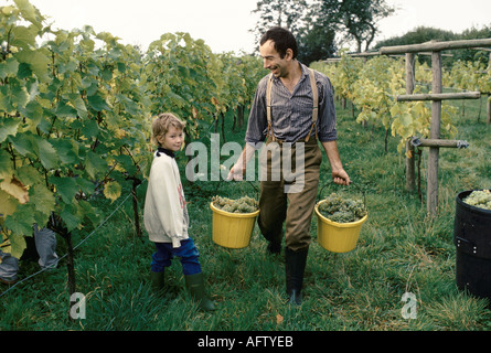 Avalon Vineyard Somerset Dr Hugh Trip e la raccolta delle uve. Il loro vino inglese è biologico prodotto con un metodo tradizionale 1980s UK 1989 HOMER SYKES Foto Stock