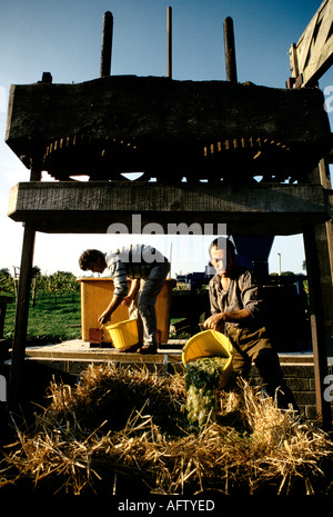 Vigneti nel Somerset, Inghilterra. Fare vino inglese. Metodo tradizionale della paglia di formaggio produzione di vino biologico utilizzando la vecchia pressa per sidro. 1980s 1989 Regno Unito Foto Stock