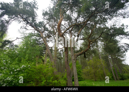 Pino silvestre, Thetford Forest, Norfolk, Regno Unito Foto Stock