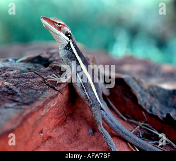 Becchi lunghi Dragon Amphibolurus longirostris Territorio del Nord Australia Foto Stock