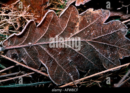 Congelati sessili di foglie di quercia Quercus petraea Richmond Park Surrey UK Foto Stock