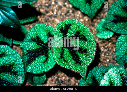 Croce di Ferro Begonia masoniana Begoniaceae Kew Gardens Regno Unito Foto Stock