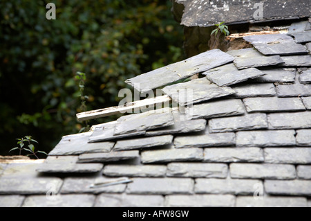 Heavy tradizionale ardesia allentato sul rovinato abbandonate abbandonate tetto cottage nella contea di Antrim Foto Stock