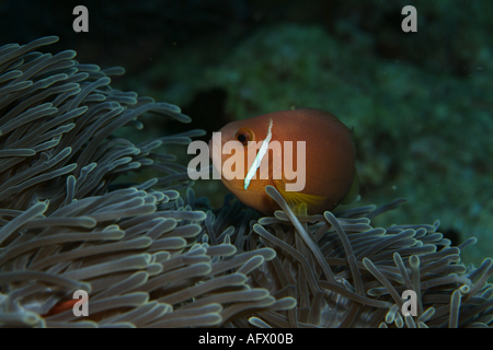 Blackfoot Anemonefish (Amphiprion nigripes) ospitato in una magnifica anemone marittimo, Kudarah Thila, Ari Atoll, Maldive. Foto Stock