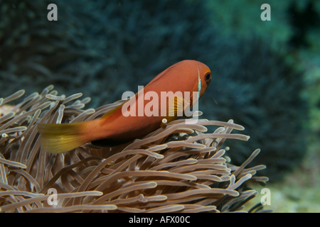 Maldive atollo di Ari Kudarah Thila un Blackfoot Anemonefish Amphiprion Nigripes ospitato in una magnifica anemone marittimo Foto Stock