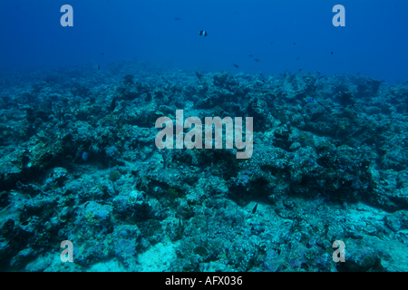 Maldive Atollo del Nord di Male Lanka reef di corallo Foto Stock