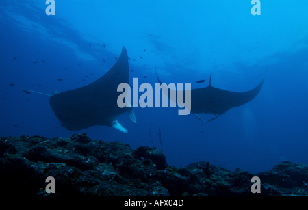 Maldive Atollo del Nord di male lanka due giganti di manta ray manta birostris intorno alla stazione di pulizia denominato punto di manta Foto Stock