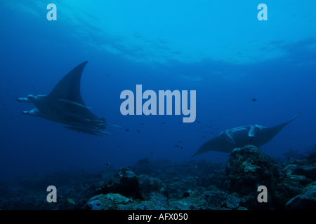 Maldive Atollo del Nord di male lanka due giganti di manta ray manta birostris intorno alla stazione di pulizia denominato punto di manta Foto Stock