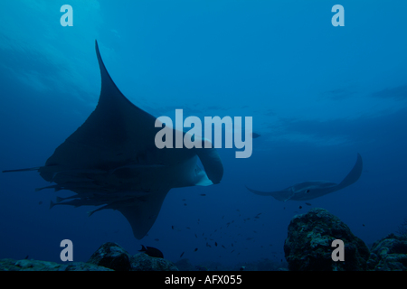 Maldive Atollo del Nord di male lanka due giganti di manta ray manta birostris intorno alla stazione di pulizia denominato punto di manta Foto Stock