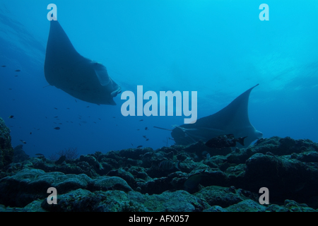 Maldive Atollo del Nord di male lanka due giganti di manta ray manta birostris intorno alla stazione di pulizia denominato punto di manta Foto Stock