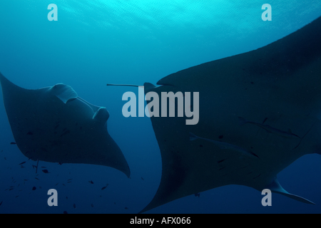 Maldive Atollo del Nord di male lanka due giganti di manta ray manta birostris intorno alla stazione di pulizia denominato punto di manta Foto Stock