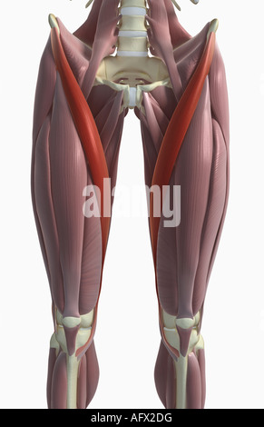 Muscolo Sartorius Foto Stock