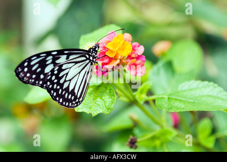 Aquilone di carta Butterfly Idea leuconoe su Baho baho fiore Centro Butterfly Bohol Visayas nelle Filippine Foto Stock