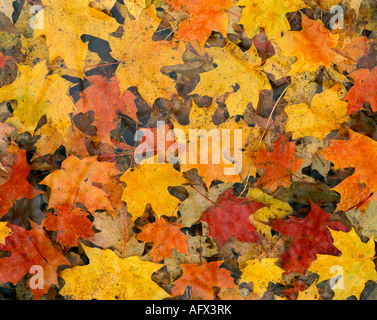 Colore autunno foglie di acero dello zucchero sul pavimento della foresta, Acer saccharum, Nord America orientale, di Gary Alan Nelson/Dembinsky Photo Assoc Foto Stock