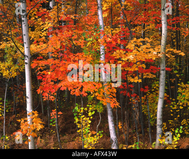 White Birch Betula papyrifera e Red Maple Acer rubrum alberi autunno Upper Peninsula Michigan Stati Uniti d'America, di Gary A Nelson/Dembinsky Photo Assoc Foto Stock