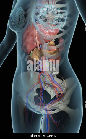 I reni, della cistifellea e del pancreas Foto Stock