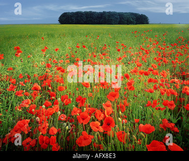 GB - GLOUCESTERSHIRE: campo di papaveri in Cotswolds Foto Stock