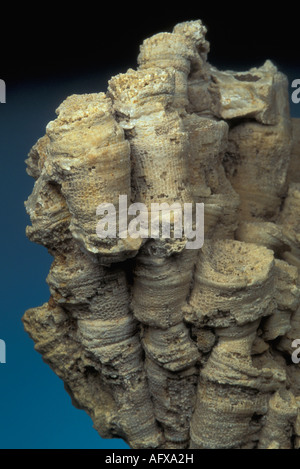 Avvisatore acustico coloniale corallo fossile coagulatum Eridophyllum Foto Stock