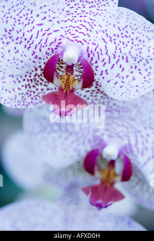 Rosa fiori di orchidea in dettaglio Foto Stock