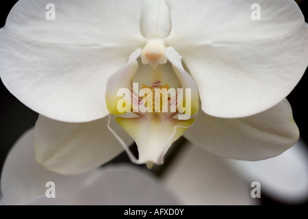 White Orchid fiore nel dettaglio Foto Stock