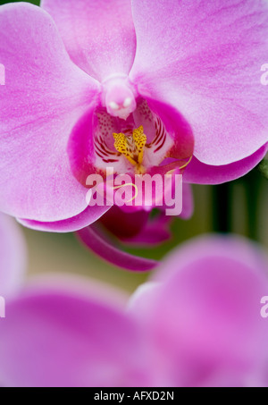 Rosa fiori di orchidea in dettaglio Foto Stock