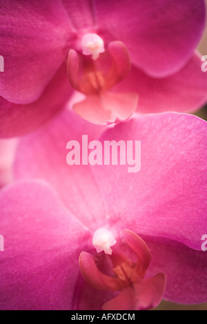 Rosa fiori di orchidea in dettaglio Foto Stock