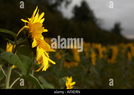 Testa grande di girasole Helianthus annuus rivolta verso la mattina presto la luce del sole in una fila di girasoli Foto Stock