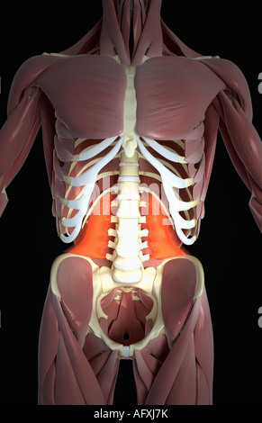 Quadratus lumborum Foto Stock