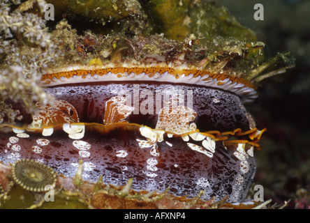 Mantello di una variabile spinosa ostrica (Spondylus varians). Foto Stock