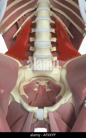 Quadratus lumborum Foto Stock