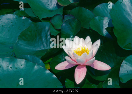 Unico fiore ninfea galleggiante sul laghetto Foto Stock