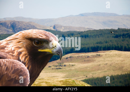 Aquila reale Aquila chrysaetos vicino al Loch Frisa sull isola di Mull Ebridi Interne in Scozia UK Regno Unito GB Gran Bretagna Foto Stock